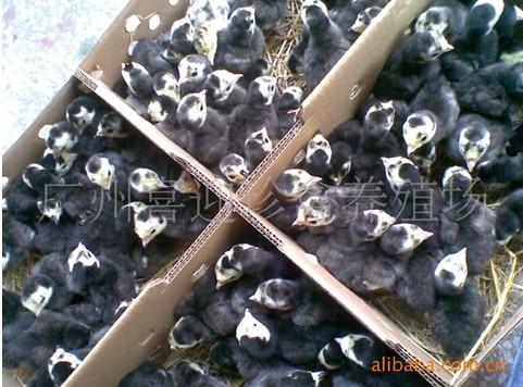 供應(yīng)貴州火雞苗批發(fā)廠家電話