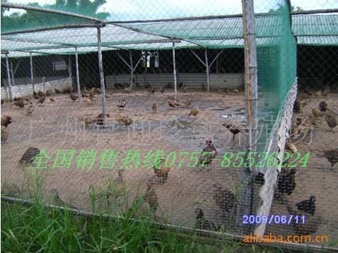 供應(yīng)美國七彩山雞價格