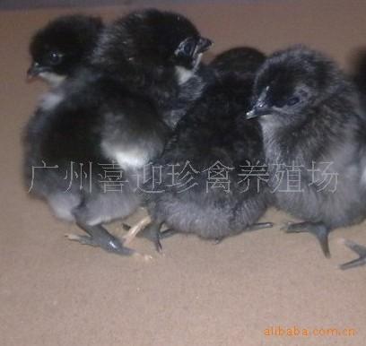 綠殼蛋雞苗圖片/綠殼蛋雞苗樣板圖 (2)