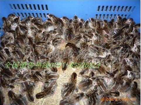 供應(yīng)西寧市珍*苗