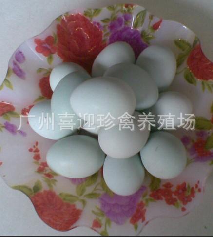供應(yīng)太原綠殼蛋雞苗