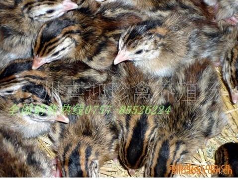 供應(yīng)太原珍*苗