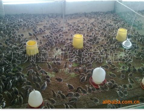 供應(yīng)太原珍*苗