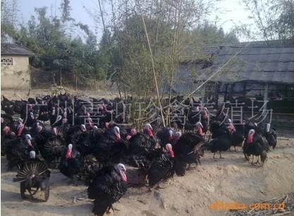 供應(yīng)貴州火雞苗批發(fā)廠家電話