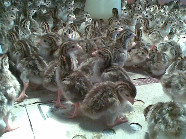 供應(yīng)太原珍*苗