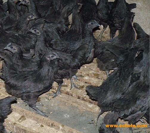 供應(yīng)海口市綠殼蛋雞苗