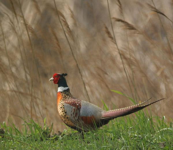 供應(yīng)美國七彩山雞價格