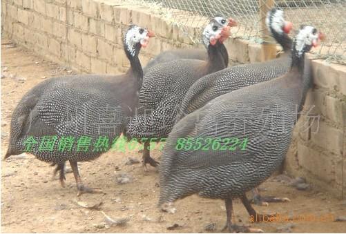 供應(yīng)西寧市珍*苗