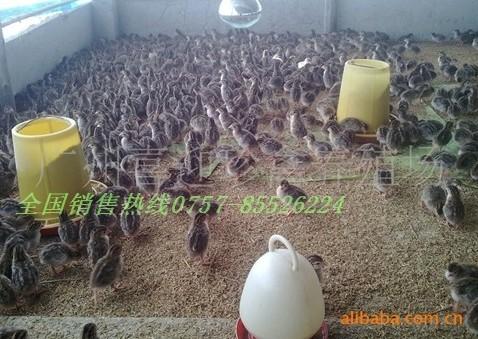 供應(yīng)西寧市珍*苗