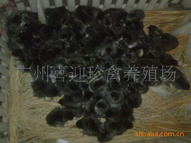 綠殼蛋雞苗圖片/綠殼蛋雞苗樣板圖 (3)