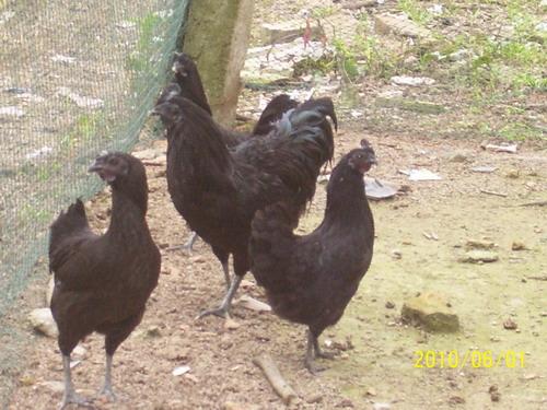 綠殼蛋雞苗圖片/綠殼蛋雞苗樣板圖 (4)