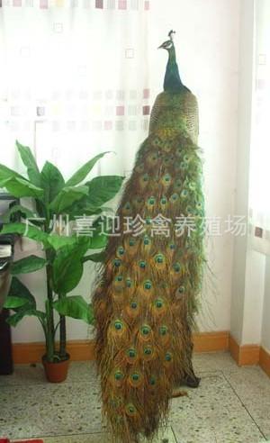 供應(yīng)湖南省哪里有質(zhì)量*、實(shí)力最強(qiáng)的*種苗銷售批發(fā)（供應(yīng)商）湖