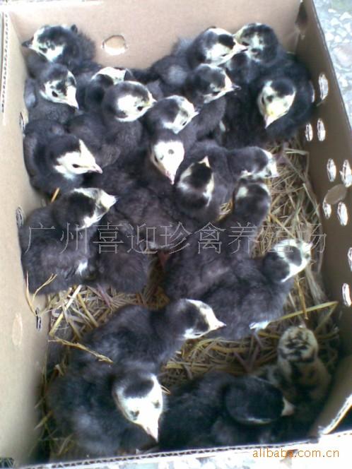 供應(yīng)貴州火雞苗批發(fā)廠家電話