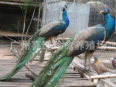 供應(yīng)廣東省內(nèi)哪里可以購買到*質(zhì)、成活率*的*種苗惠州博羅孔