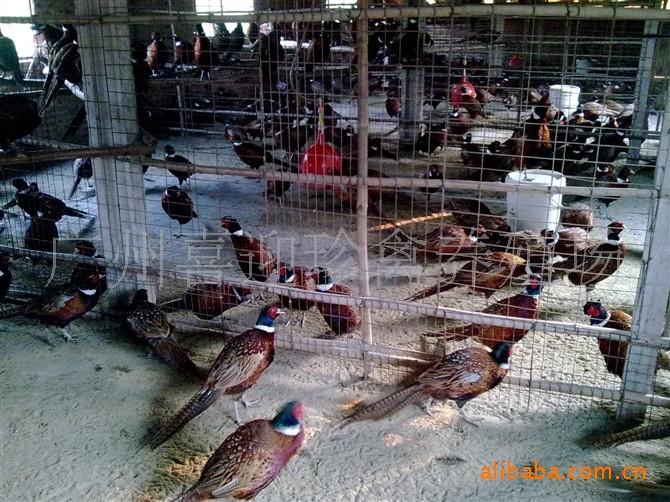 供應(yīng)美國七彩山雞價格