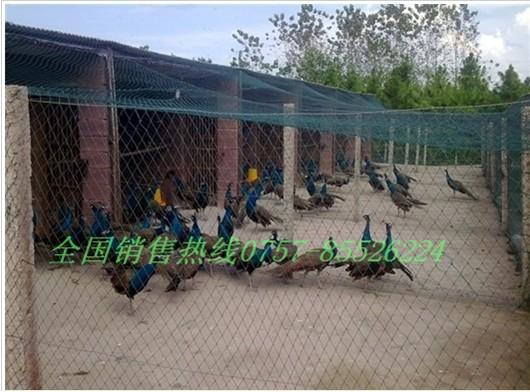 供應(yīng)*種苗生產(chǎn)商*種苗銷售商