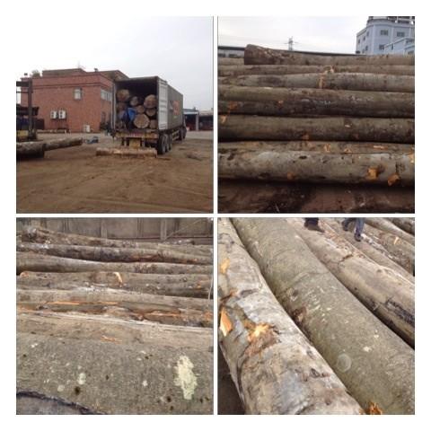 供應(yīng)歐洲櫸木原木 歐洲櫸木原木家具材/線條材