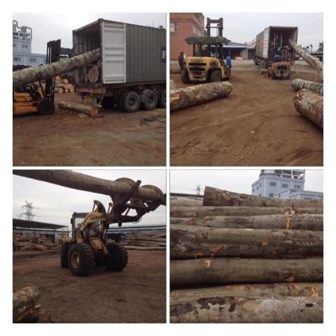 供應(yīng)歐洲櫸木原木 歐洲櫸木原木家具材/線條材