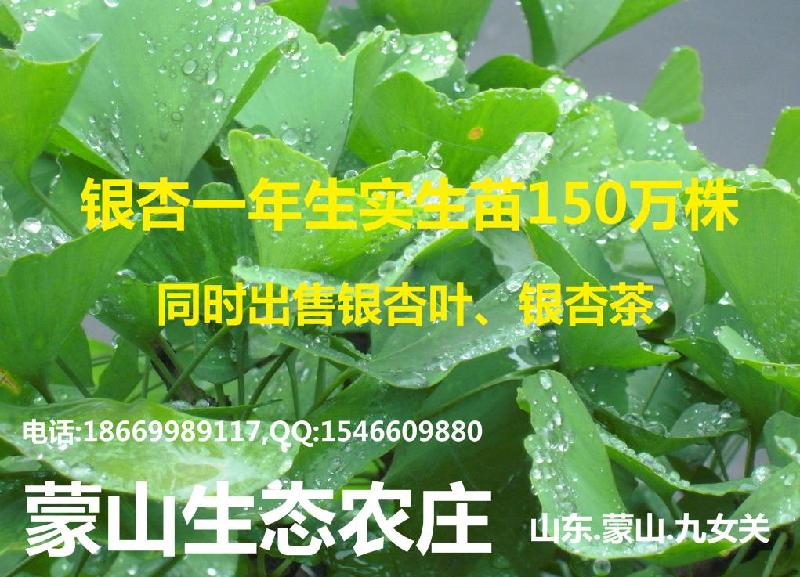 供應(yīng)采葉用銀杏實(shí)生苗小苗占地苗