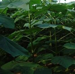 供應(yīng)山東泡桐9501脫毒苗4公分高干壯苗種根