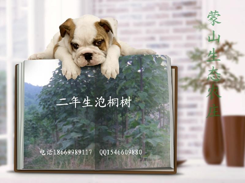 供應(yīng)綠化工程苗泡桐銀杏山楂樹柿子樹