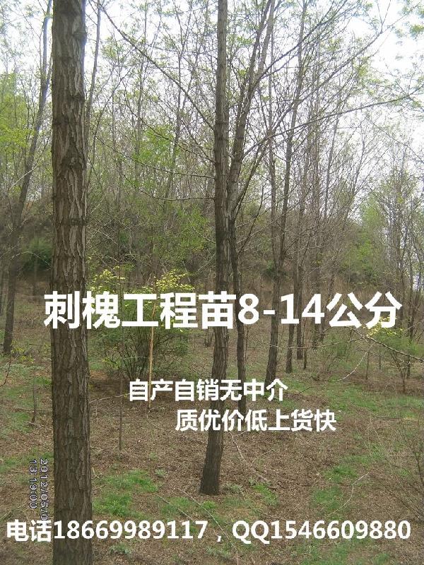 供应山东8公分刺槐苗