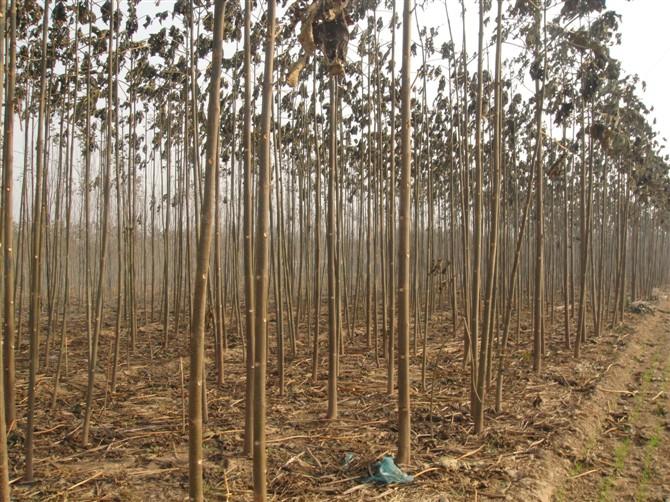 供應(yīng)聊城泡桐苗種苗賣價(jià)格； 聊城泡桐苗種苗賣價(jià)格多少；聊城泡桐苗