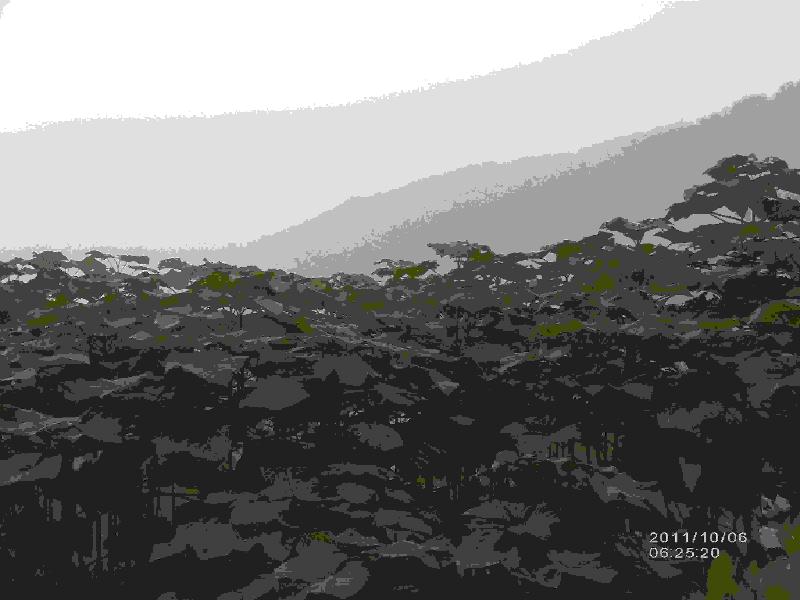 供應(yīng)山東泡桐基地一年脫毒壯苗