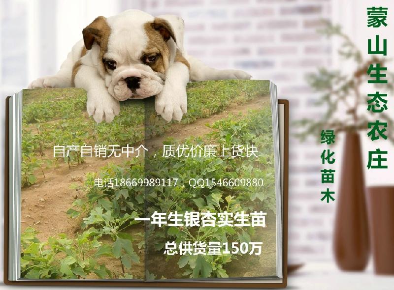 一年生銀杏實生小苗150萬促銷中圖片