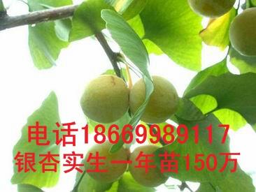 供應(yīng)山東一年生銀杏苗當(dāng)年實(shí)生銀杏苗