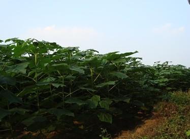 山東銀杏泡桐法桐國槐刺槐合歡小苗圖片