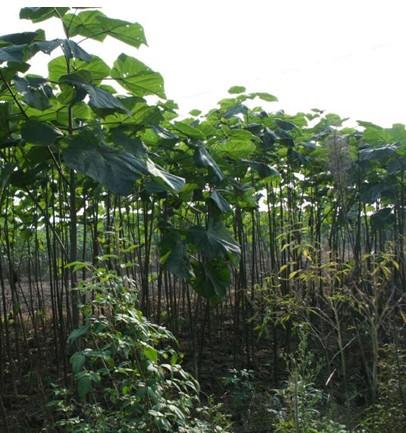 供應(yīng)一年生梧泡桐苗5元一株