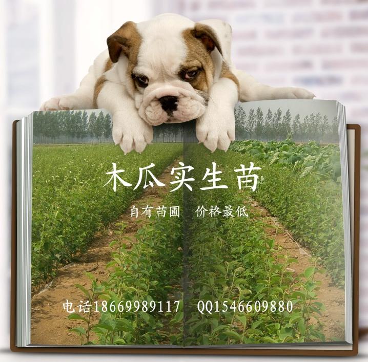 供應一年生木瓜實生苗播種苗皺皮木瓜苗