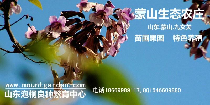 供應(yīng)山東桐樹(shù)苗； 山東桐樹(shù)苗_山東桐樹(shù)苗批發(fā)_山東桐樹(shù)苗供應(yīng)