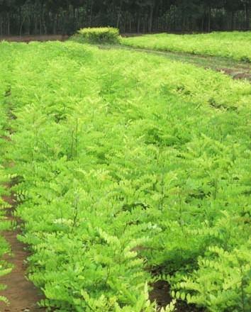 供應(yīng)北京8公分刺槐工程苗刺槐樹(shù)苗木