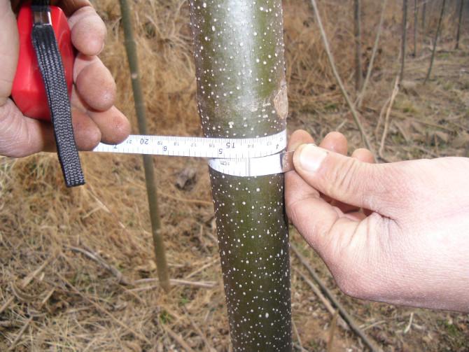 供應(yīng)山東泡桐9501脫毒苗4公分高干壯苗種根