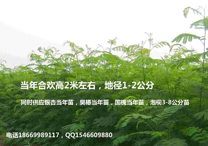 供應(yīng)合歡小苗合歡當(dāng)年苗1-2米高