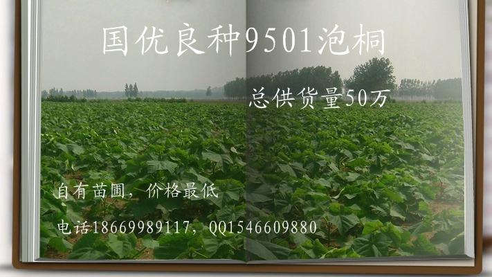 供應(yīng)合歡小苗合歡當(dāng)年苗1-2米高