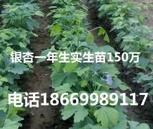 供應(yīng)山東一年生銀杏苗當(dāng)年實(shí)生銀杏苗