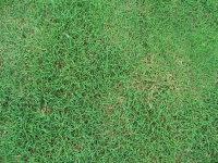 供應(yīng)狗牙根草坪廠家 狗牙根草坪公司 狗牙根草坪