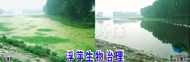 暴發(fā)生物圖片