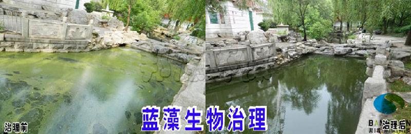 供應(yīng)藍(lán)藻（水華）治理