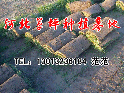 供應(yīng)玉川草業(yè)出售御東草坪.云岡草坪