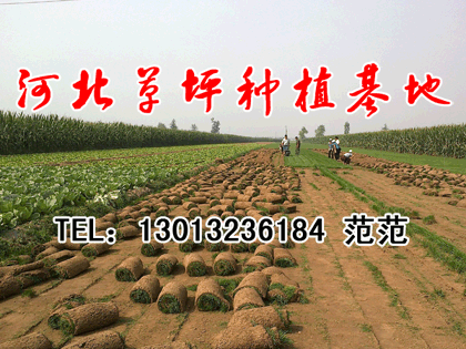 供應(yīng)玉川草業(yè)出售御東草坪.云岡草坪