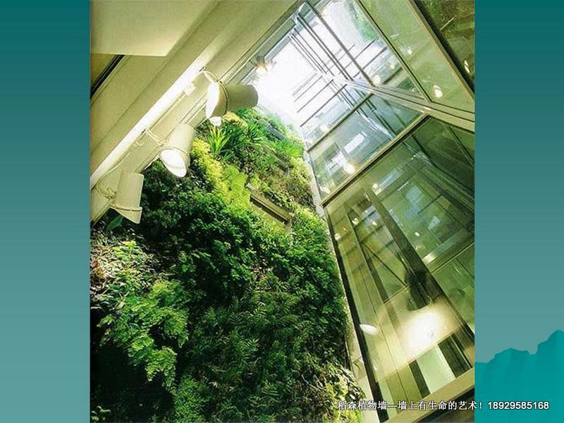 供應(yīng)墻體綠化公司，廣州墻體綠化公司，天河區(qū)墻體綠化公司