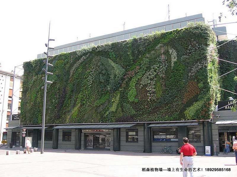 供應(yīng)墻體綠化公司，廣州墻體綠化公司，天河區(qū)墻體綠化公司