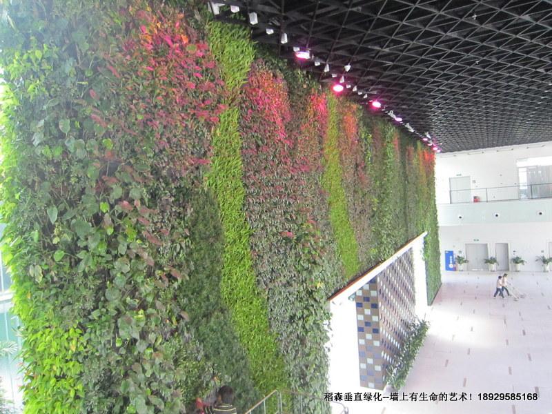 翠亨規(guī)劃館植物墻