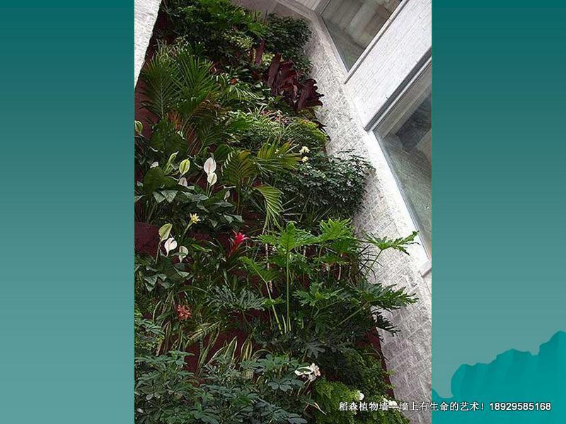 墻體綠化公司圖片