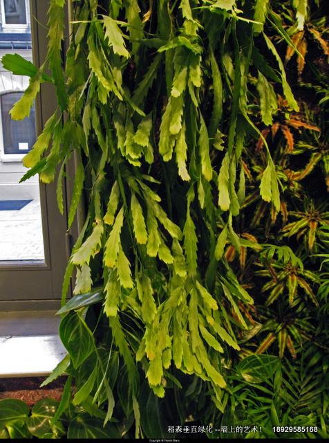 稻森法式植物墻圖片