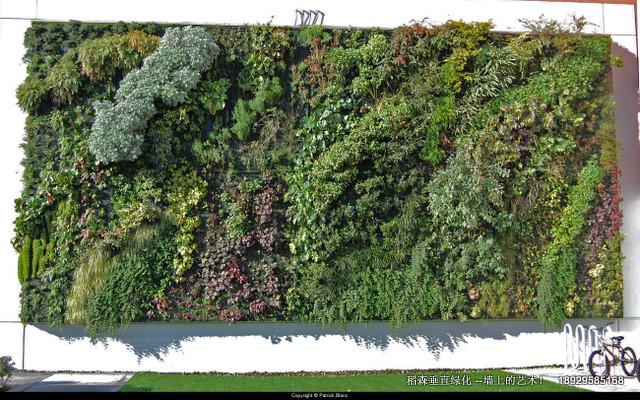 植物墻-賦予都市建筑真正的生命力